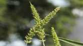 Weed of the Week - Bristly Foxtail