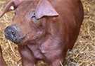 Duroc Pigs | Well-Muscled Calm Temperament