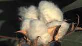 Cotton Growers Hoping for Better Indu...