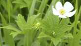 Weed Of The Week - Meadow Anemone
