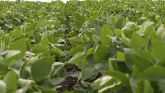 Managing Liberty Link Soybeans