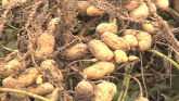 Peanut Industry Faces Issues As It Looks Forward To 2019 Crop