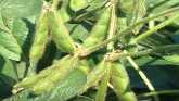 FDA Recognzes High Oleic Soybean Oil ...