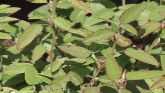 Weed of the Week - Prickly Sida
