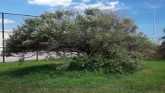 Weed of the Week - Russian Olive