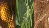 Pre-Emerge Herbicides in Alfalfa