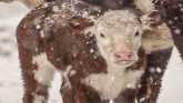Cow-Calf Corner - Calf warming