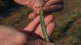 How Do You Scout for Wheat Rust?