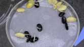 Soybean Cyst Nematode: Testing for Re...