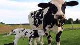 Cow-Calf Corner - Freemartins