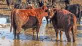 Livestock Marketing - Season peaks on...