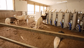 Ontario Goat Dairy Farm Tour