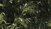 Weed of the Week - Wild Proso Millet