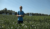 soybean variety trial in Drumbo, Ontario