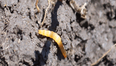 What can be done about wireworms?