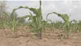 Corn Farmers Rapidly Planting this Year