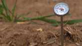 Wheat Update & soil temperature