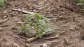 Farm Basics - Herbicide Breakdown In Soil