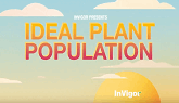 Ideal Plant Population
