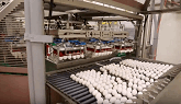 Inside a Canadian Egg Breaking Facility