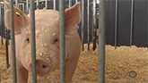 African Swine Fever Threat Cancels Pork Expo