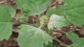 Weed of the Week - Lambsquarters