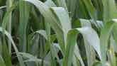 Wheat Fungicides