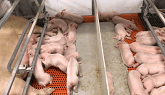 Newborn piglets with their mothers in a Manitoba farrowing barn