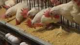 SD Soybean Farmer Promotes Poultry Exports in India