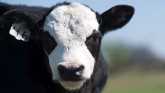 Cow-Calf Corner - Is a creep feeder r...