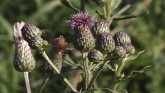 Weed of the Week - Canada Thistle
