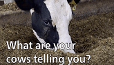 What are your cows telling you?