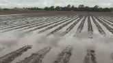 Cotton Planting Hurt by Heavy Rains