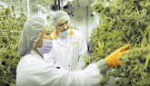 Growing cannabis in Ontario, Canada