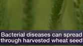 Rising Threat of Wheat Diseases