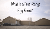 What is a free range egg farm?