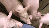 Curious pigs on a Manitoba hog farm