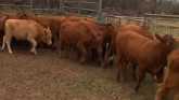 Setting Up Your Cattle Handling Facil...