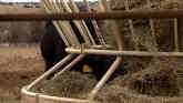 Cow-Calf Corner - The Dangers Of Storing Wet Hay 