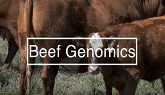 Beef Genomic Prediction Trial