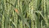 Wheat Condition and Disease 