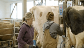 Dairy Farmers Of Ontario – Julie’s Family Farm, Ayr, Ontario