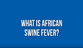 African Swine Fever – Is my family sa...