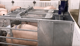 Sows mingle in group housing with electronic sow feeders