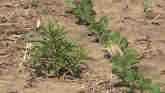 Managing Marestail with Amit Jhala