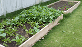 Vegetable garden in the Backyard
