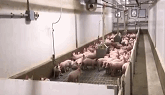 Peek inside a Manitoba nursery pig barn