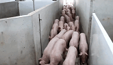 New crop of pigs!