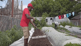 Urban Farming in a Toronto Backyard