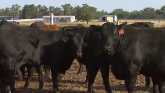 Cow-Calf Corner - Heat Stress & Bull Motility